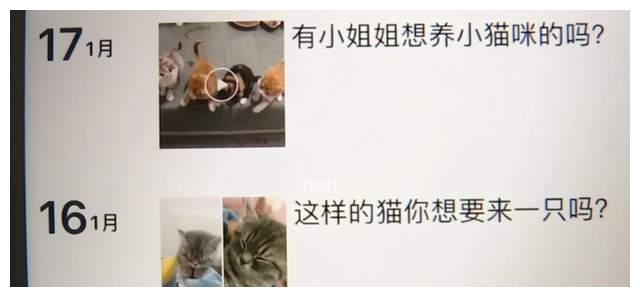 女子租房在家里养了40多只猫 房东当时就炸了 财经头条 女子租房在家里养了40多只猫 房东当时就炸了 财经头条