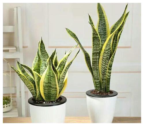 虎皮兰的种植小妙招这样种植的虎皮兰长得旺盛