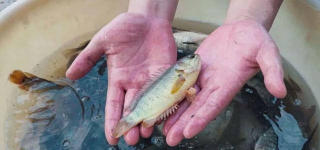 吃过清道夫算啥这种会走路的鱼才是真正的美味可惜成了观赏鱼