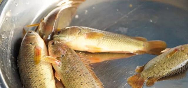 别看这种鱼其貌不扬,它的外号却很多,有刺鱼,步行鱼,过山鲫,八毛等等