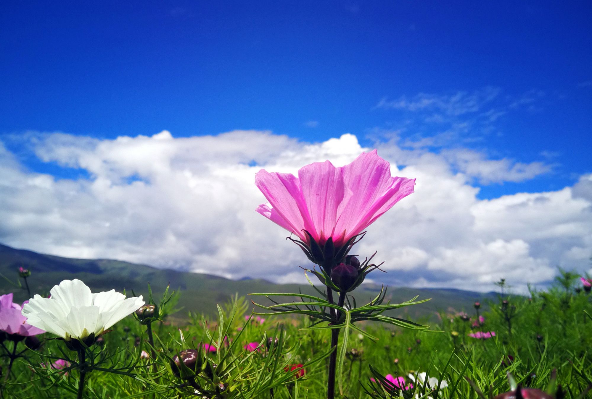 格桑花 川藏高原上最顽强的花 爱与吉祥的圣洁之花