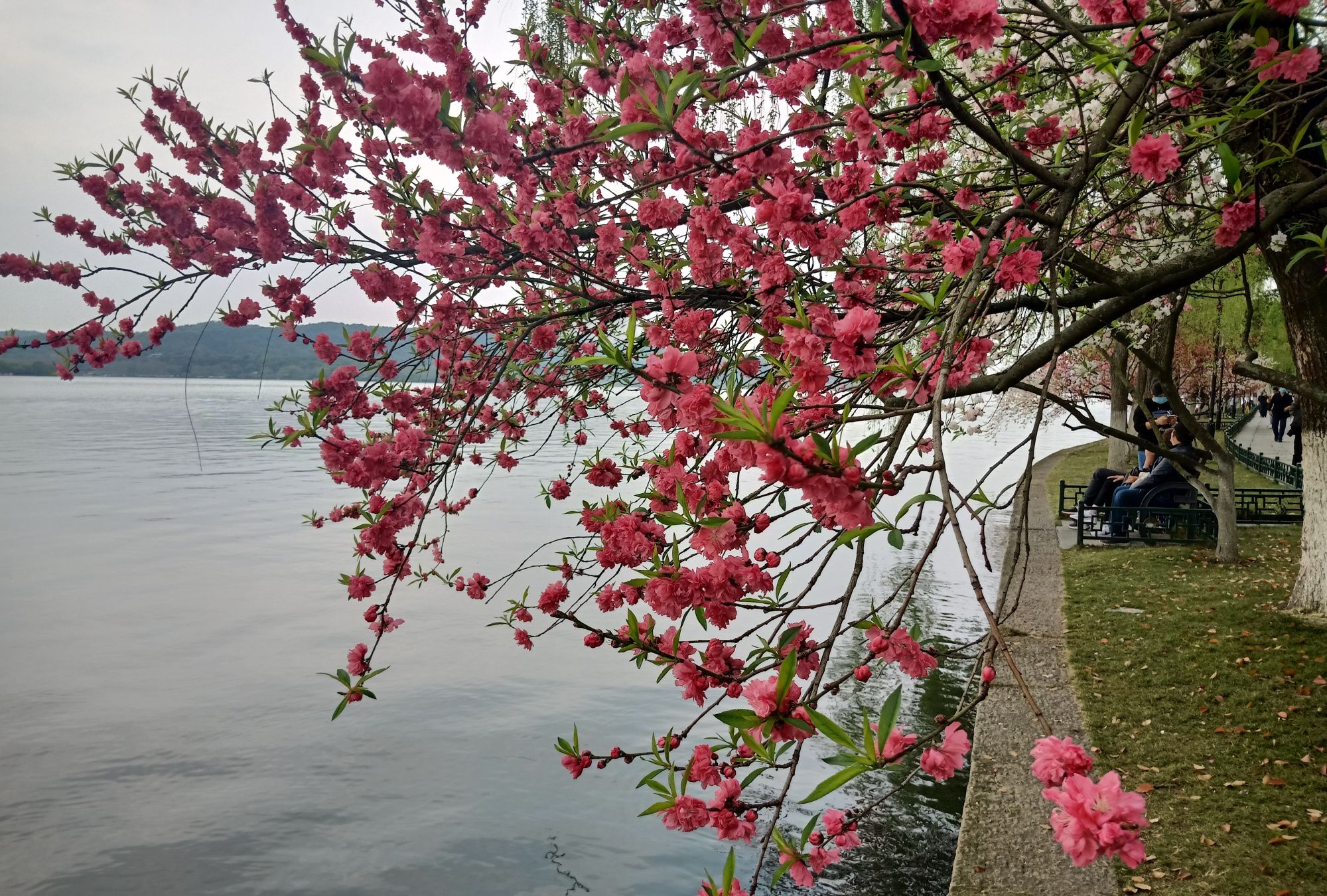 杭州西湖的春天桃红柳绿惹人爱,游人如织不知归