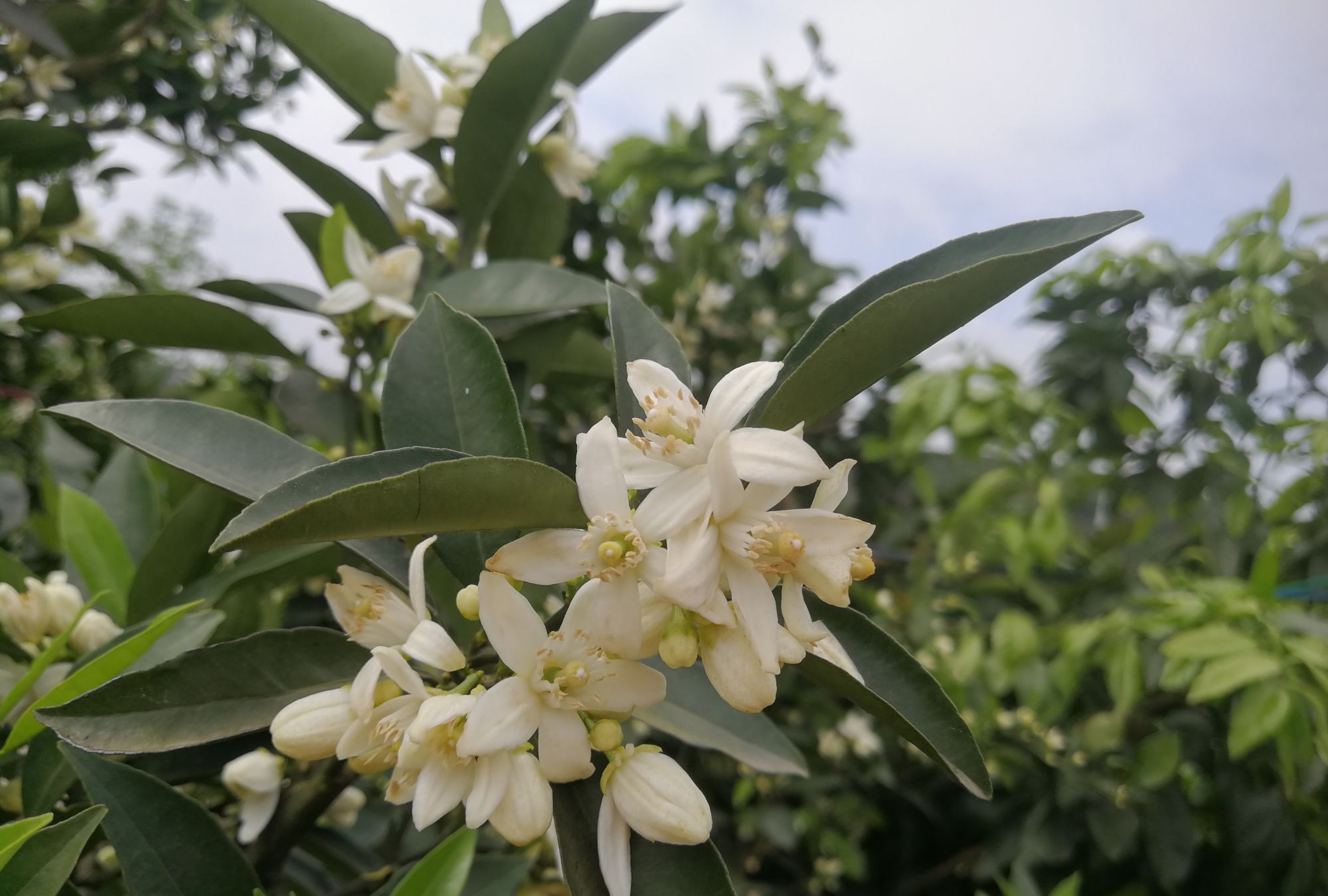 乡村的橘子树开花了