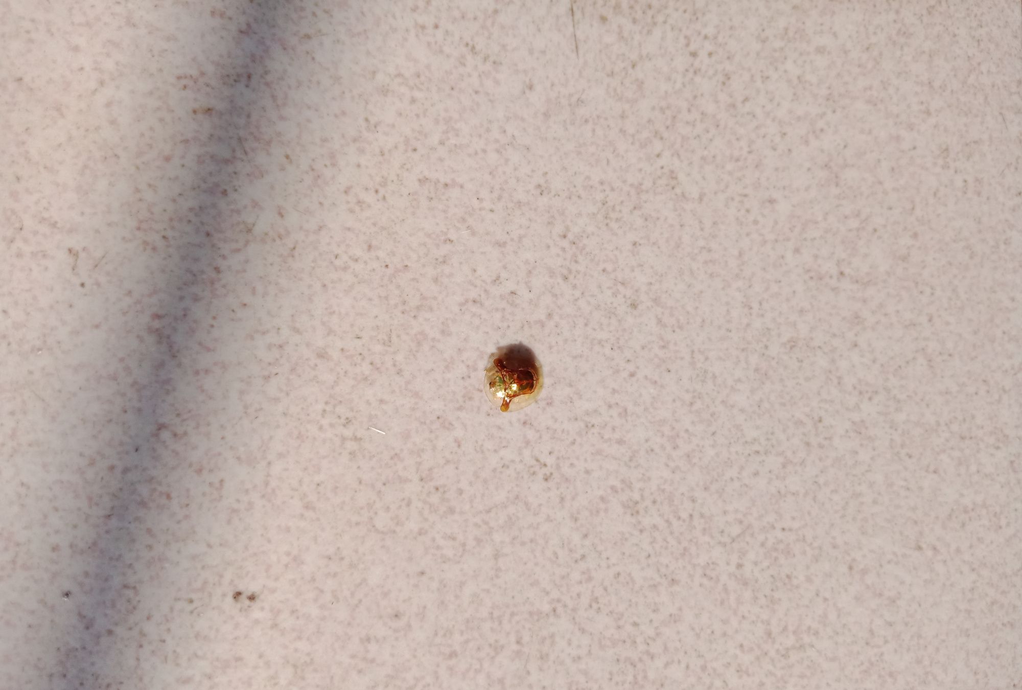 会动的黄金 请问这是什么情况