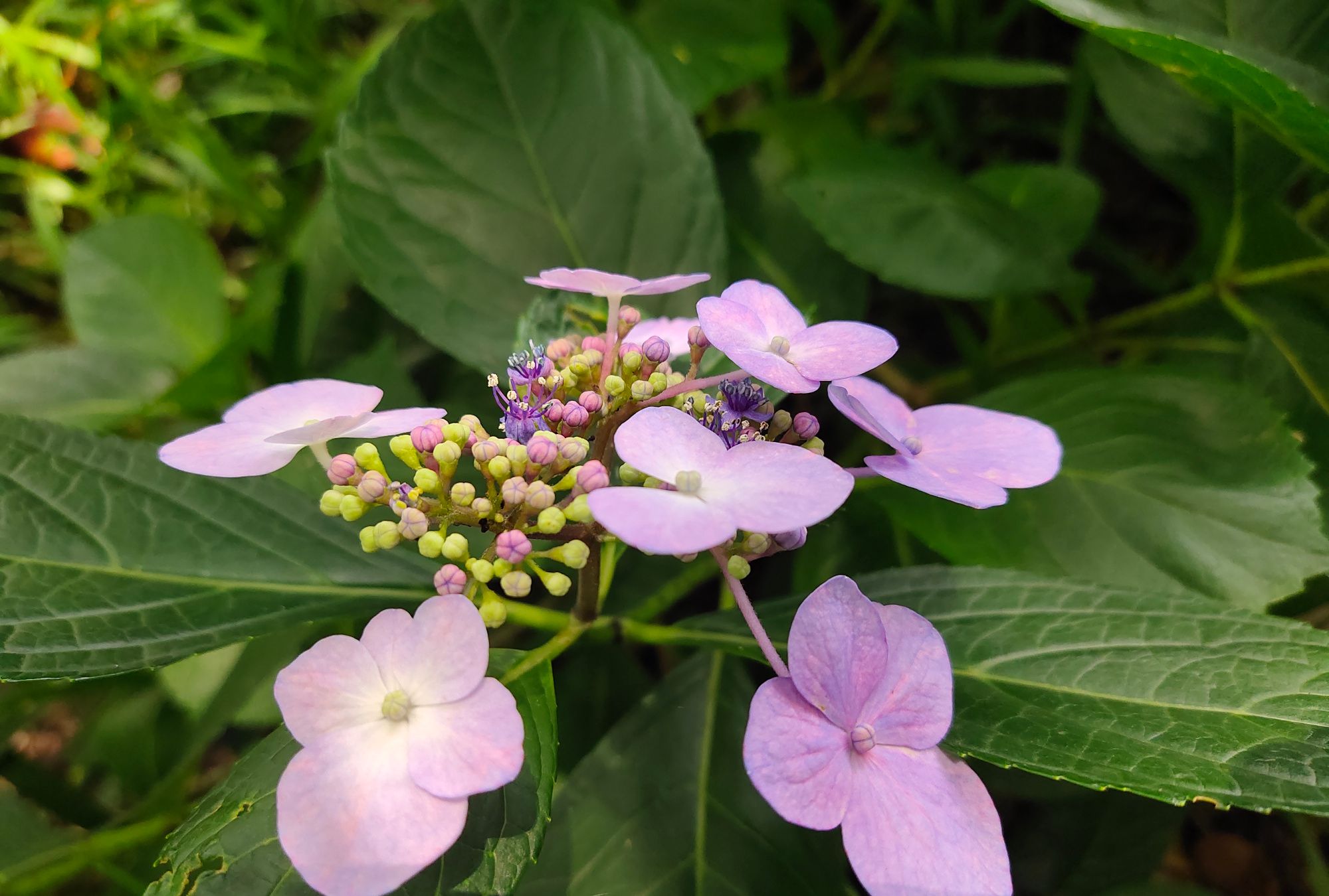 虽在人间人不识 与君名作紫阳花 虽在人间人不识 与君名作紫阳花