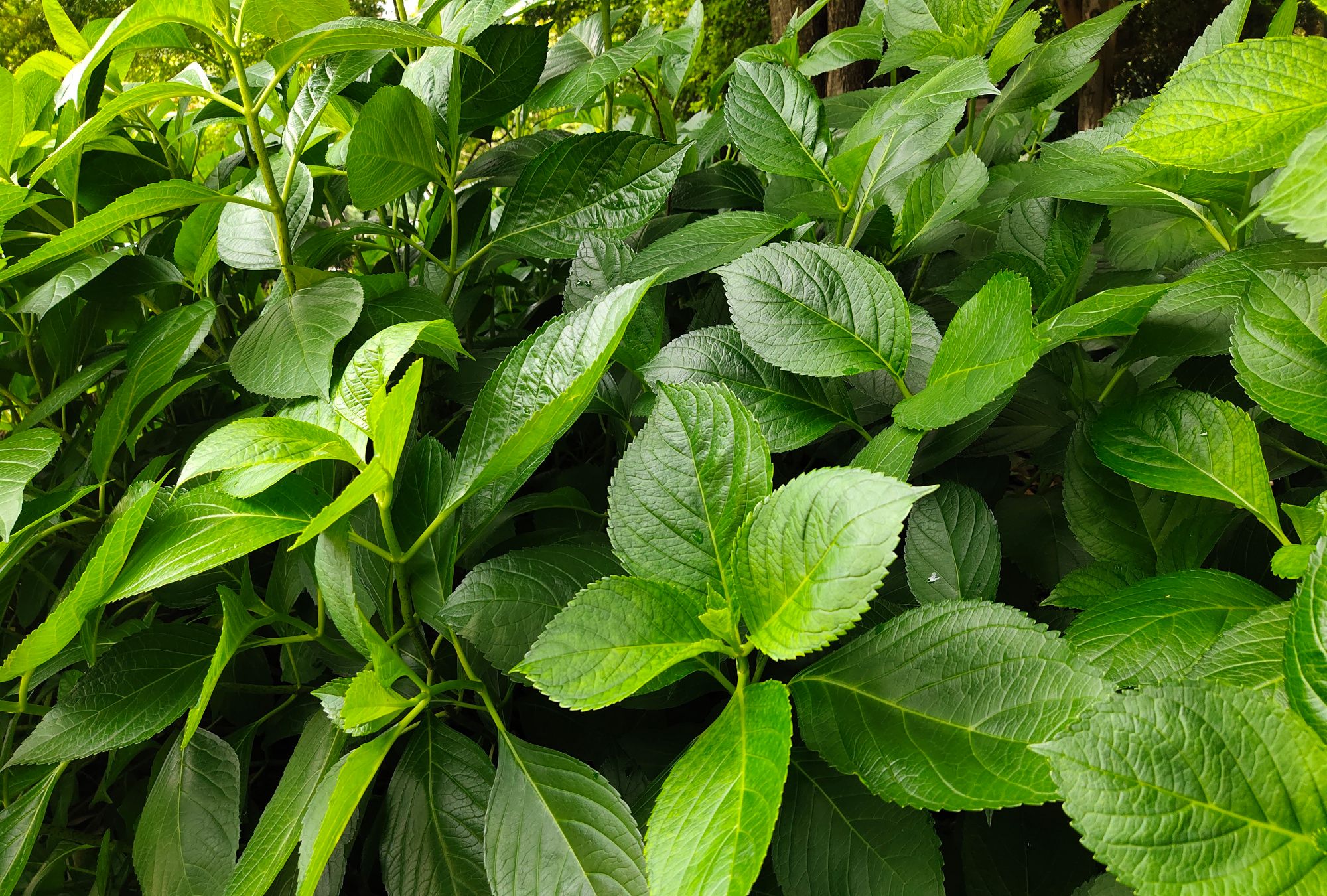 虽在人间人不识 与君名作紫阳花 虽在人间人不识 与君名作紫阳花