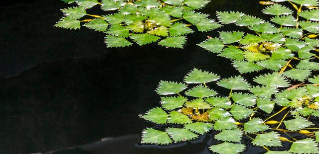 远在北方的东北也是有菱角的,菱是水生植物,其中包含了两种功能不同的