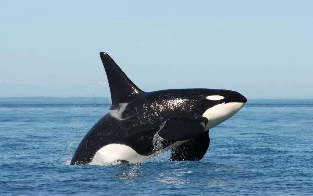 虎鲸有多凶猛 海洋霸主虎鲸的真实面目