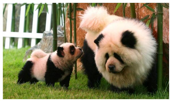 各国人民对大熊猫的执念有多强?泰国大象:我不要面子的吗?