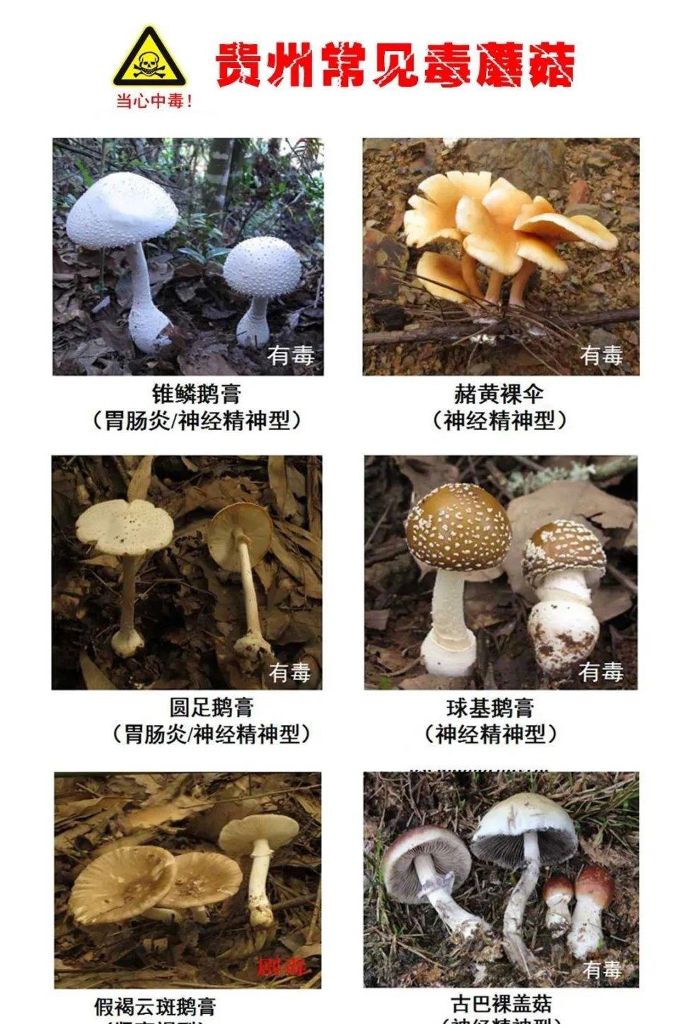 有毒有害食品有哪些 十大家庭常见有毒食物