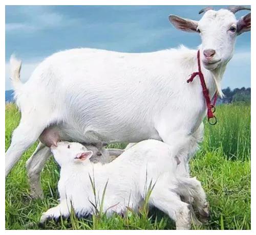浅谈羊有跪乳之恩