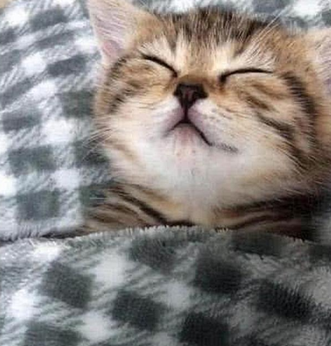 主人下班回家,发现爱猫躺在床上睡觉,掀开被子一看瞬间被萌化了
