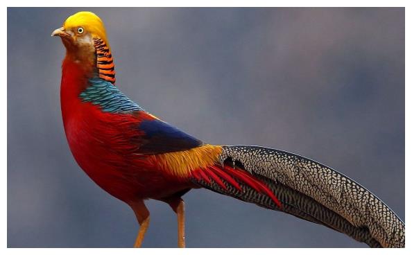 心理测试你觉得哪只野凤凰鸟最好看秒测出你是不是旺夫益子命