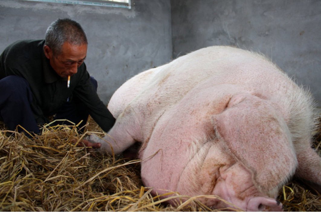 宠物猪送到寺庙养,胖得走不动路还不让杀,网友:活得不如猪!|寺庙|宠物