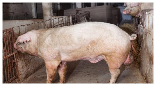 大白猪与长白猪区别
