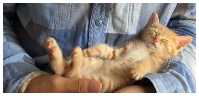 你有多久没有听过家里猫咪的呼噜声了?休闲区蓝鸢梦想 - Www.slyday.coM 你有多久没有听过家里猫咪的呼噜声了?休闲区蓝鸢梦想 - Www.slyday.coM