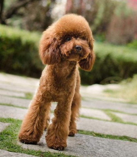 可在早晨,中午,傍晚分三次喂,这段时间内给泰迪幼犬的喂食量大约相当