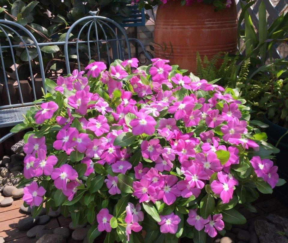 只需掌握此五点,开花就开大半年