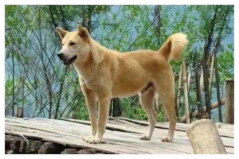 狗狗狗后天特别重要，是你人生最大的“转折点”！必会一飞冲天休闲区蓝鸢梦想 - Www.slyday.coM