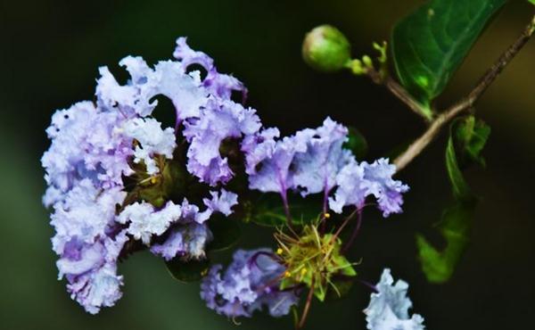 紫薇,别名:痒痒花,痒痒树,紫金花,紫兰花,蚊子花,西洋水杨梅,百日红等