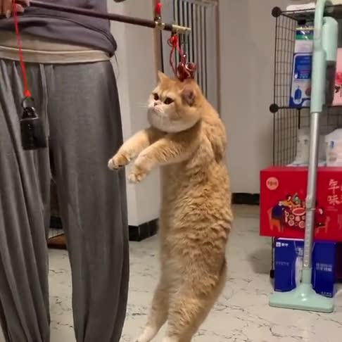爷爷用古老的称给猫咪称体重硬生生给提溜成了加菲猫