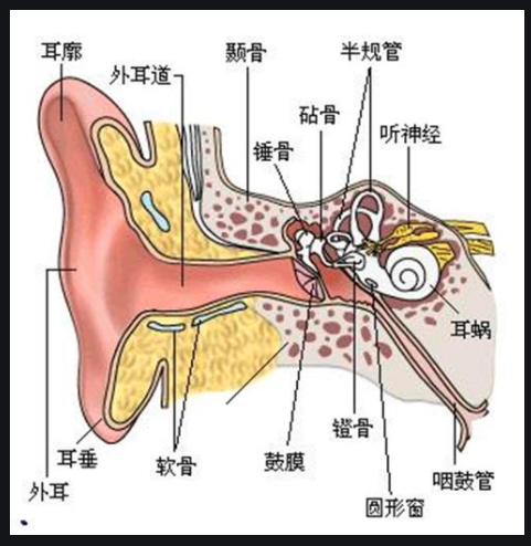 中耳的基本结构|鼓室|鼓膜|中耳_新浪新闻