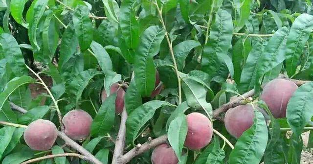 观赏价值高且果实产量大的果树黑桃皇后你值得入手