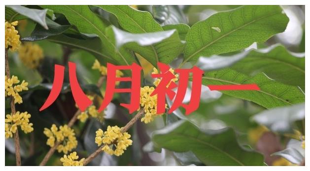 八月初一将至 俗语 八月初一落一阵 旱到来年五月尽 啥意思