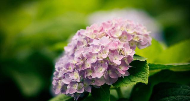 很多人都喜欢在家种植绣球花 不过在种植前iphone4s官方报价 坚果发布会 鳖的做法