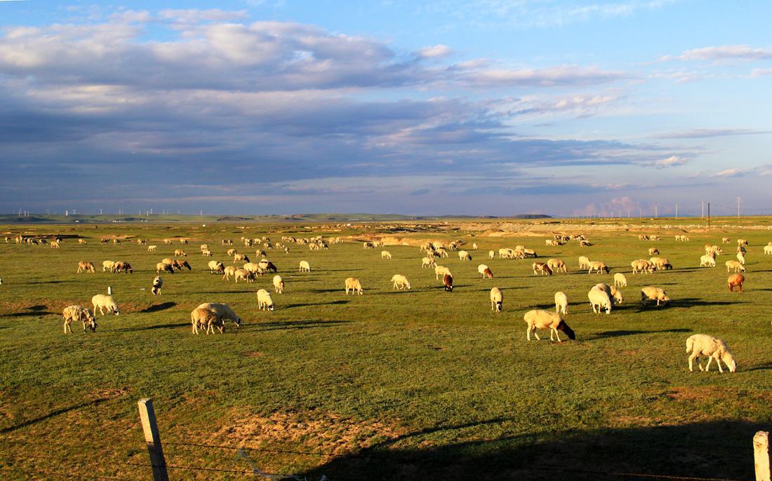 "天苍苍,野茫茫,风吹草低见牛羊"|草原|景色|呼伦贝尔大草原_新浪新闻
