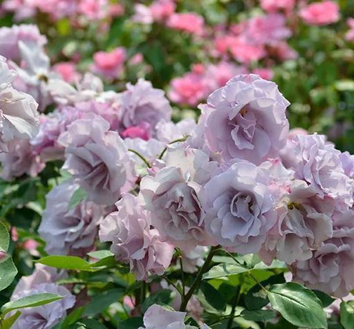 月季迪奥,浓浓的玫瑰香,淡紫色的质感花朵,令人陶醉!__财经头条