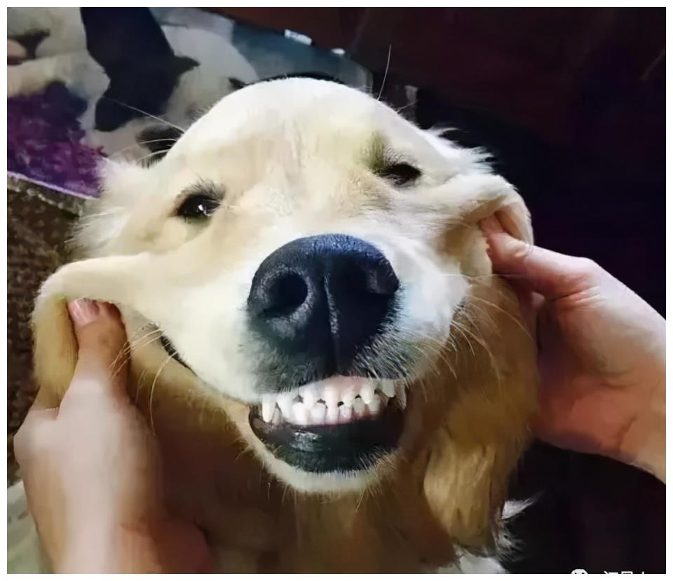 别怪我没告诉你捏狗脸真的上瘾