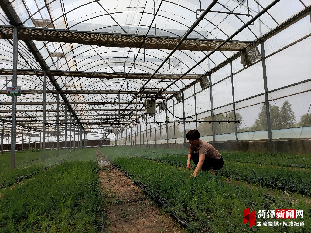 曹县朱洪庙镇杨堂村:改造人民居住环境 建设最美旅游乡村|芦笋|朱洪