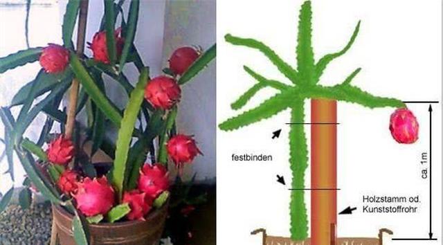 火龙果的种植方式有很多,扦插,嫁接或是直接盆栽都可以.