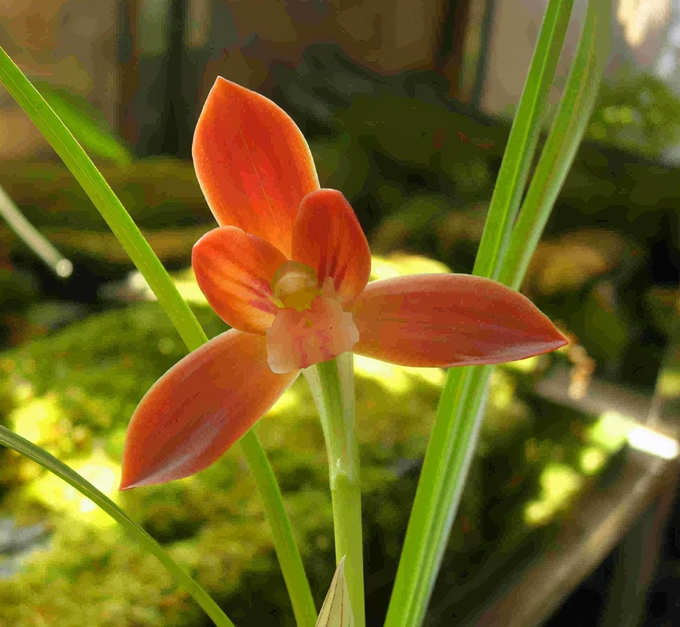 兰中贵族"红河红",花色艳丽,一杆双花,是养兰首选|兰花|红河|花色