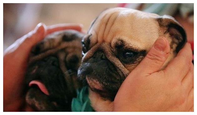 巴哥犬虽然长得有点丑，但很内秀，养狗不能光看外表哦！11