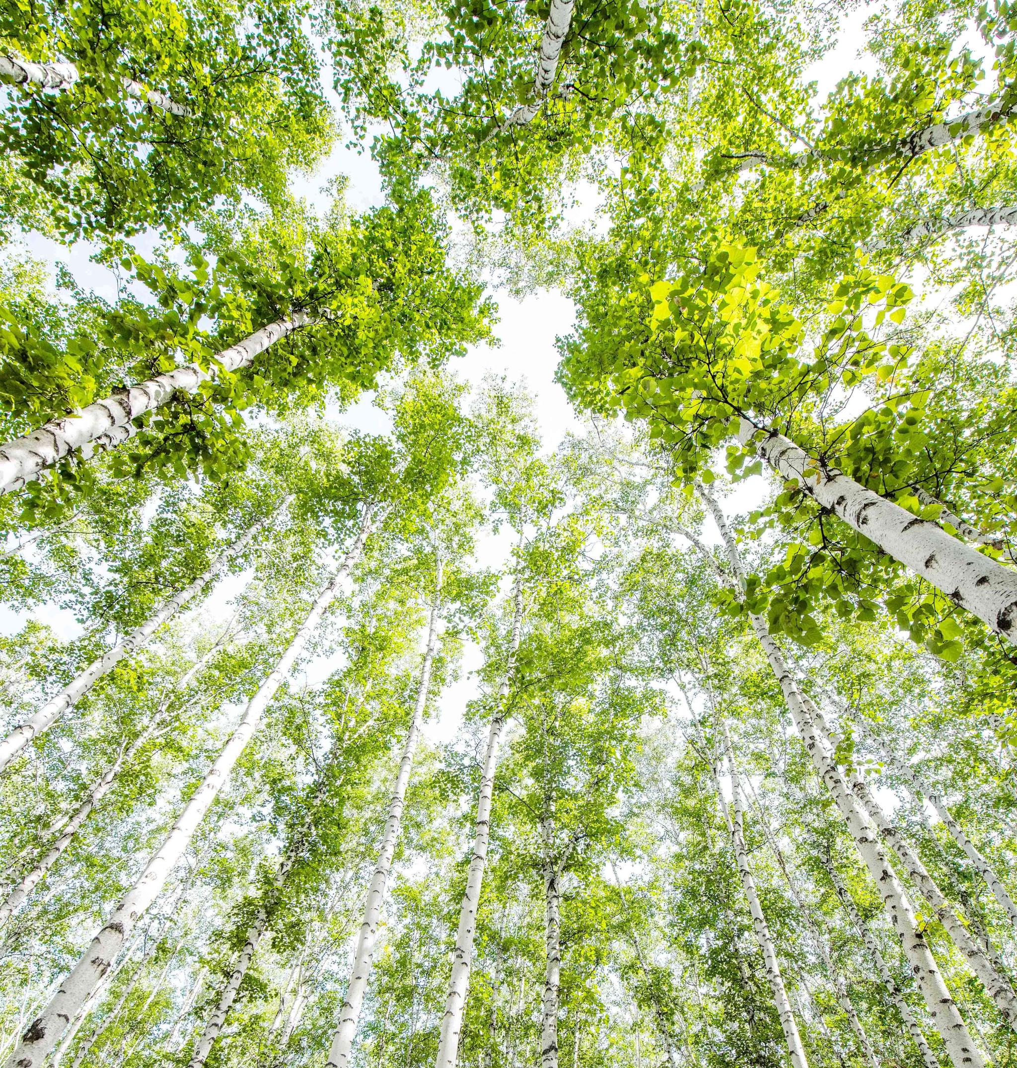 内蒙古有世界上最美的白桦林一年四季美成绿野仙踪你想去吗