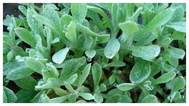 水秋粑,存于安庆民间的美食,唤醒孩童时期的记忆