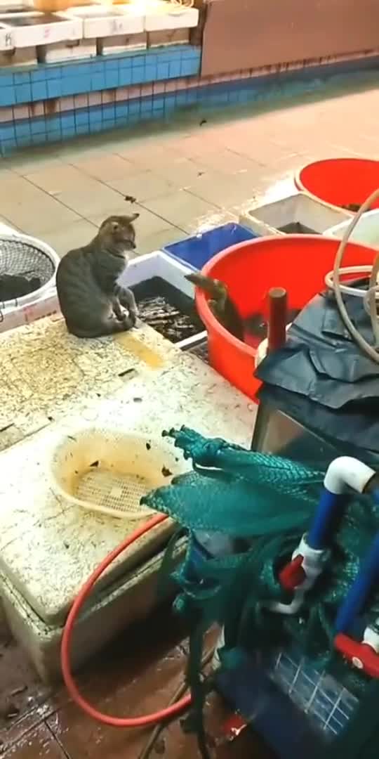 猫咪被甲鱼欺负了,为了安慰小猫,我决定晚上加餐喝甲鱼汤!