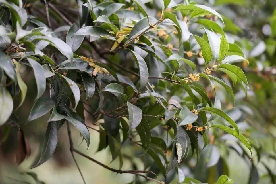 桂花要开花,4个错误养护不要犯,否则花期无花可赏_高清图集_新浪网