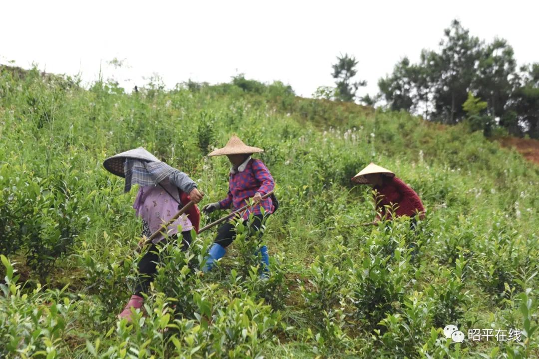 发展特色茶叶种植，成为致富带头人__财经头条