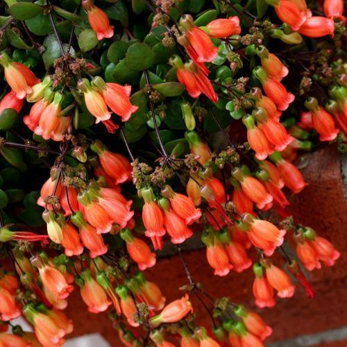 宫灯长寿花是长寿花中的极品,盛开时挂满小灯笼,是极美的年宵花_高清