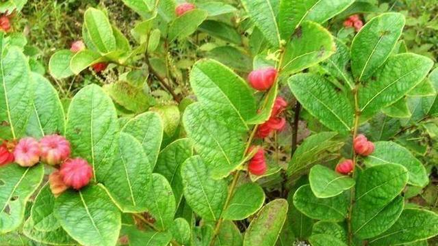 农村一种野果,名叫"树南瓜",是农村娃的最爱,见到必摘10斤