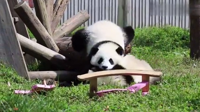 大熊猫兜兜:青梅竹马就是要打打闹闹,一起长大