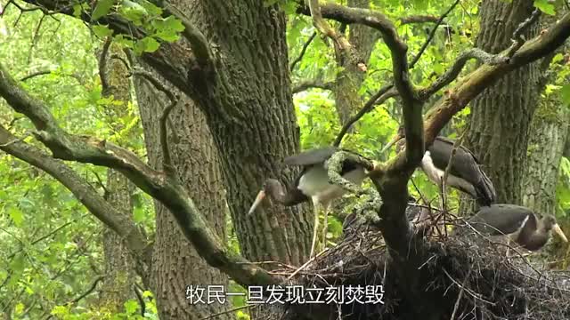 这种叫食羊树的植物能自己抓羊吃牧民一旦发现立马焚毁