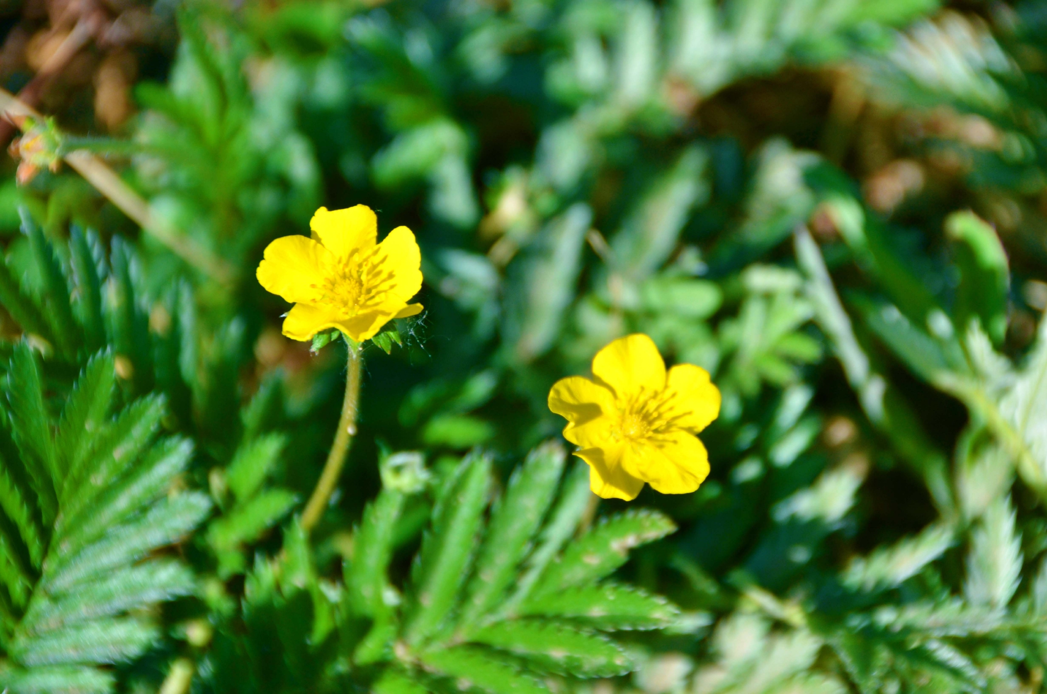 蕨麻黄色小花原创拍摄