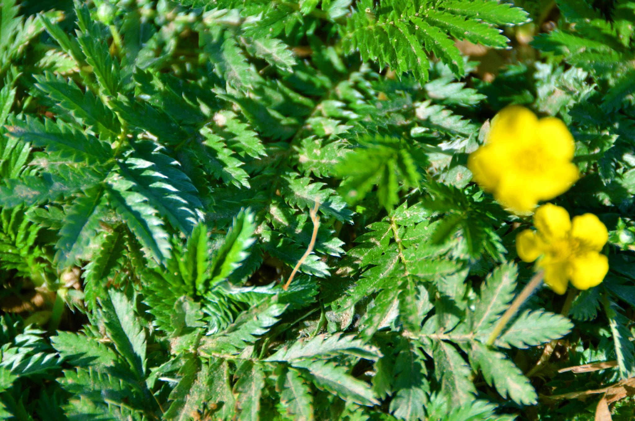 蕨麻黄色小花原创拍摄