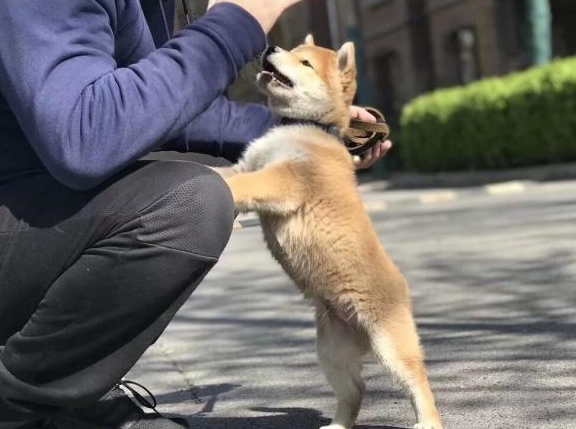 狗狗喜欢扑人,这并不是攻击行为,其实这里面另有深意