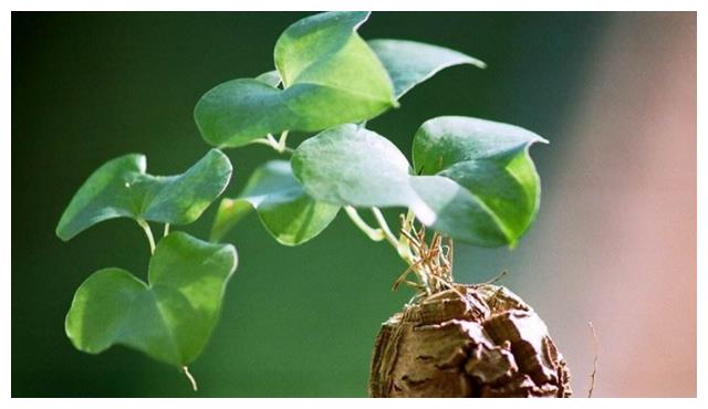 入夏后,南非龟甲龙会逐步进入休眠期,到6月底左右时,膨大的茎干通常