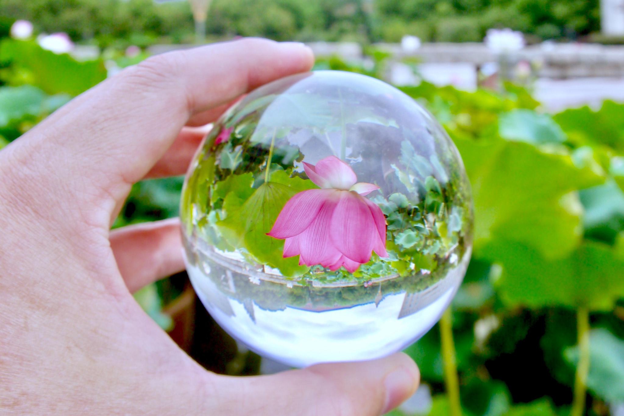 透过水晶球看荷花